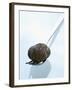 Black Truffle (Chinese Truffle) on Fork-Chris Meier-Framed Photographic Print