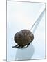 Black Truffle (Chinese Truffle) on Fork-Chris Meier-Mounted Photographic Print