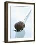 Black Truffle (Chinese Truffle) on Fork-Chris Meier-Framed Photographic Print