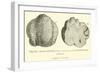 Black Truffle-null-Framed Giclee Print