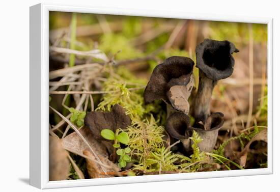 Black Trumpet Mushroom, Craterellus cornucopioides-Paivi Vikstrom-Framed Photographic Print