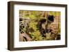 Black Trumpet Mushroom, Craterellus cornucopioides-Paivi Vikstrom-Framed Photographic Print