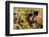 Black Trumpet Mushroom, Craterellus cornucopioides-Paivi Vikstrom-Framed Photographic Print