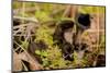 Black Trumpet Mushroom, Craterellus cornucopioides-Paivi Vikstrom-Mounted Photographic Print