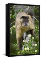 Black-Tufted Capuchin-Darrell Gulin-Framed Stretched Canvas