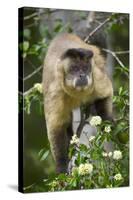 Black-Tufted Capuchin-Darrell Gulin-Stretched Canvas