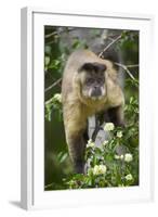 Black-Tufted Capuchin-Darrell Gulin-Framed Photographic Print