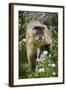 Black-Tufted Capuchin-Darrell Gulin-Framed Photographic Print