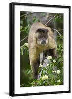 Black-Tufted Capuchin-Darrell Gulin-Framed Photographic Print