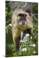 Black-Tufted Capuchin-Darrell Gulin-Mounted Photographic Print