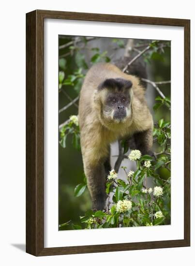 Black-Tufted Capuchin-Darrell Gulin-Framed Photographic Print