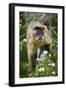 Black-Tufted Capuchin-Darrell Gulin-Framed Photographic Print