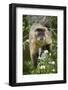 Black-Tufted Capuchin-Darrell Gulin-Framed Photographic Print