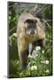 Black-Tufted Capuchin-Darrell Gulin-Mounted Photographic Print