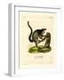 Black-Tufted Marmoset-null-Framed Giclee Print