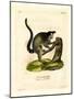 Black-Tufted Marmoset-null-Mounted Giclee Print