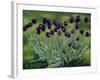 Black Tulips, 2002-Peter Breeden-Framed Giclee Print