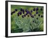 Black Tulips, 2002-Peter Breeden-Framed Giclee Print