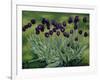 Black Tulips, 2002-Peter Breeden-Framed Giclee Print