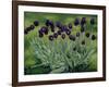 Black Tulips, 2002-Peter Breeden-Framed Giclee Print