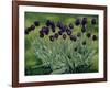 Black Tulips, 2002-Peter Breeden-Framed Giclee Print