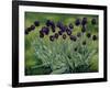 Black Tulips, 2002-Peter Breeden-Framed Giclee Print