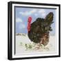 Black Turkey with Snow Berries, 1996-E.B. Watts-Framed Giclee Print