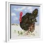 Black Turkey with Snow Berries, 1996-E.B. Watts-Framed Giclee Print