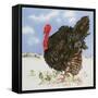 Black Turkey with Snow Berries, 1996-E.B. Watts-Framed Stretched Canvas