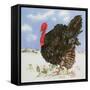 Black Turkey with Snow Berries, 1996-E.B. Watts-Framed Stretched Canvas