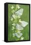 Black-Veined White Butterflies X Five on Flower-null-Framed Stretched Canvas