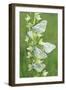 Black-Veined White Butterflies X Five on Flower-null-Framed Photographic Print