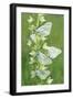 Black-Veined White Butterflies X Five on Flower-null-Framed Photographic Print