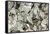 Black-Veined White Butterflies-Andrey Zvoznikov-Framed Stretched Canvas