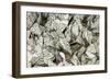 Black-Veined White Butterflies-Andrey Zvoznikov-Framed Photographic Print