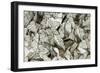 Black-Veined White Butterflies-Andrey Zvoznikov-Framed Photographic Print