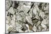 Black-Veined White Butterflies-Andrey Zvoznikov-Mounted Photographic Print