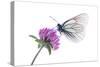 Black Veined White Butterfly (Aporia Crataegi) on Red Clover (Trifolium Pratense) Austria, July-Benvie-Stretched Canvas