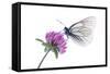 Black Veined White Butterfly (Aporia Crataegi) on Red Clover (Trifolium Pratense) Austria, July-Benvie-Framed Stretched Canvas