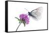 Black Veined White Butterfly (Aporia Crataegi) on Red Clover (Trifolium Pratense) Austria, July-Benvie-Framed Stretched Canvas