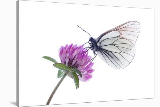 Black Veined White Butterfly (Aporia Crataegi) on Red Clover (Trifolium Pratense) Austria, July-Benvie-Stretched Canvas