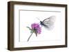 Black Veined White Butterfly (Aporia Crataegi) on Red Clover (Trifolium Pratense) Austria, July-Benvie-Framed Premium Photographic Print