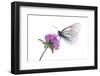 Black Veined White Butterfly (Aporia Crataegi) on Red Clover (Trifolium Pratense) Austria, July-Benvie-Framed Premium Photographic Print