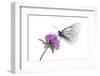 Black Veined White Butterfly (Aporia Crataegi) on Red Clover (Trifolium Pratense) Austria, July-Benvie-Framed Premium Photographic Print