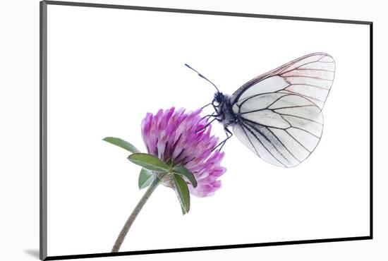 Black Veined White Butterfly (Aporia Crataegi) on Red Clover (Trifolium Pratense) Austria, July-Benvie-Mounted Premium Photographic Print