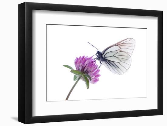 Black Veined White Butterfly (Aporia Crataegi) on Red Clover (Trifolium Pratense) Austria, July-Benvie-Framed Photographic Print