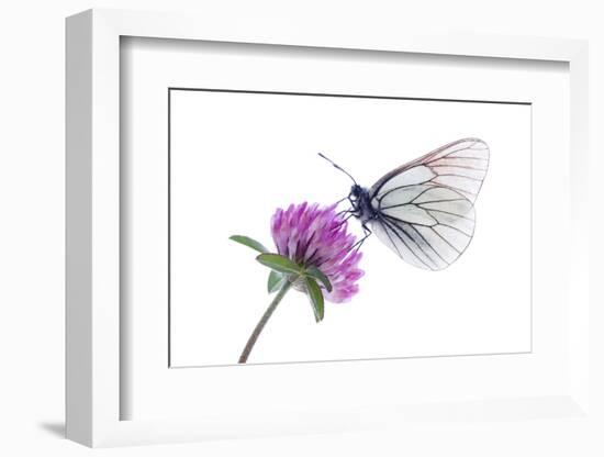 Black Veined White Butterfly (Aporia Crataegi) on Red Clover (Trifolium Pratense) Austria, July-Benvie-Framed Photographic Print