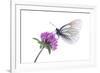 Black Veined White Butterfly (Aporia Crataegi) on Red Clover (Trifolium Pratense) Austria, July-Benvie-Framed Photographic Print