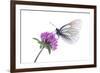 Black Veined White Butterfly (Aporia Crataegi) on Red Clover (Trifolium Pratense) Austria, July-Benvie-Framed Photographic Print