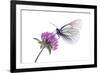 Black Veined White Butterfly (Aporia Crataegi) on Red Clover (Trifolium Pratense) Austria, July-Benvie-Framed Photographic Print